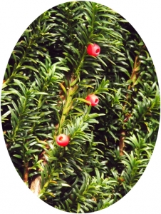 mae-37